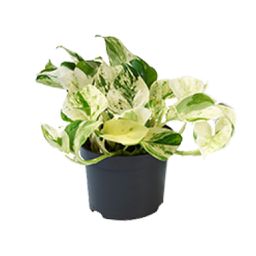 PROMO - Epipremnum Happy Leaf - Scindapsus (8720634284523)