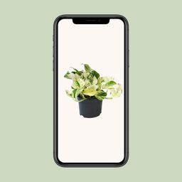 PROMO - Epipremnum Happy Leaf - Scindapsus (8720634284523)