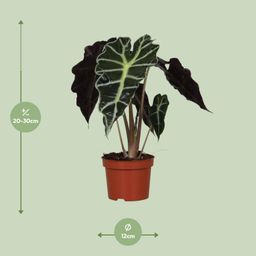Alocasia Amazonica Polly (9605)