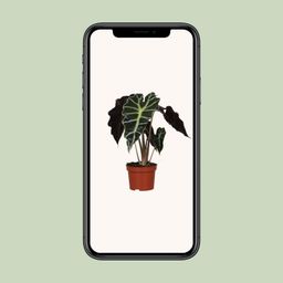 Alocasia Amazonica Polly (9605)