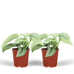 Scindapsus Pictus Trebie (Epipremnum) - 2 stuks (10279)