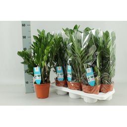 Zamioculcas Zamiifolia (16402)