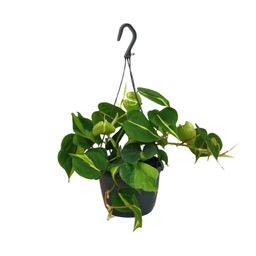 Philodendron Scandens Brasil (12478)