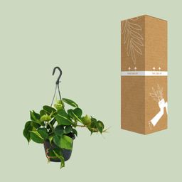 Philodendron Scandens Brasil (12478)