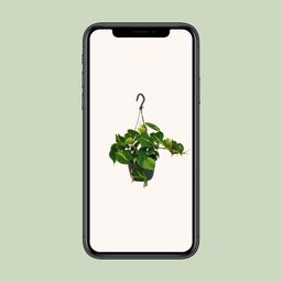 Philodendron Scandens Brasil (12478)