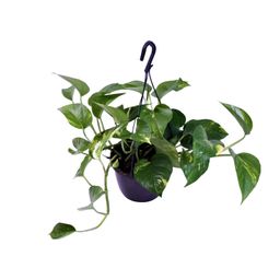 Epipremnum Aureum (12468)
