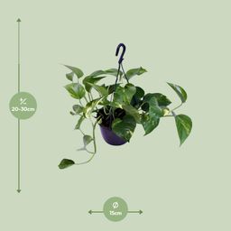 Epipremnum Aureum (12468)