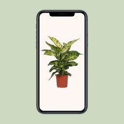 Dieffenbachia Mars (8720634284356)