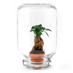 Easyplant - Bonsai - Mini-ecosysteem (8720726958677)