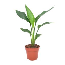 Strelitzia Reginea (11129)