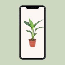 Strelitzia Reginea (11129)