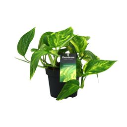 Scindapsus (Epipremnum) Pinnatum HiColor (12438)