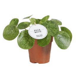 Pilea Mojito (22577)