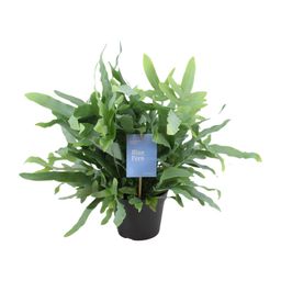 Phlebodium Blue Fern (15393)