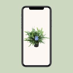 Phlebodium Blue Fern (15393)