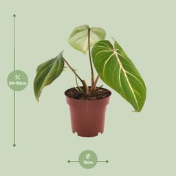 Philodendron Selloum Atom (11282)