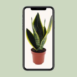 Sansevieria Futura Superba (11167)