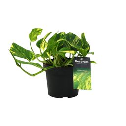 Scindapsus (Epipremnum) N'joy Gold (12454)