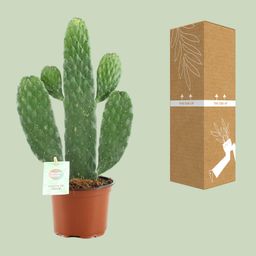 Opuntia Rubescens Consolea (20673)