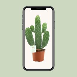 Opuntia Rubescens Consolea (20673)