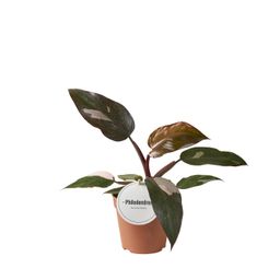 Philodendron Burgundy Princess (46568)