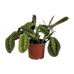 Maranta Leuconeura Fascinator (10883)