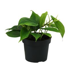Philodendron Scandens (12458)