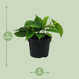 Philodendron Scandens (12458)