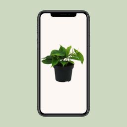 Philodendron Scandens (12458)