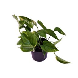 Scindapsus (Epipremnum) Aureum (12444)