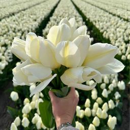Flowerbulbs amsterdam Purissima - 15 bloembollen - Maat 12+ (8720938490156)