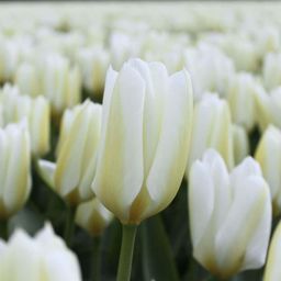 Flowerbulbs amsterdam Purissima - 15 bloembollen - Maat 12+ (8720938490156)
