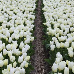 Flowerbulbs amsterdam Purissima - 15 bloembollen - Maat 12+ (8720938490156)