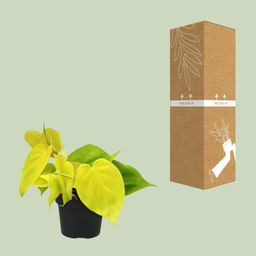 Philodendron Lime (12450)