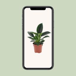 Philodendron Green Princess (11335)