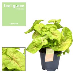 Syngonium Golden Feel Green (16328)