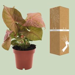 Syngonium Neon (11280)