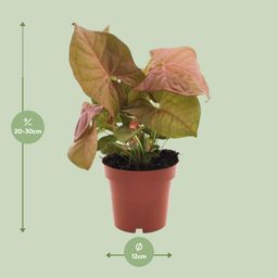 Syngonium Neon (11280)