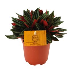 Peperomia Caperata Rosso (16067)