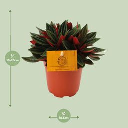 Peperomia Caperata Rosso (16067)