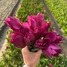 Flowerbulbs amsterdam Gomera - 15 bloembollen - Maat 12+ (8720938490019)