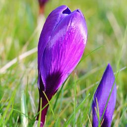 Flowerbulbs amsterdam Flower Record - 20 bloembollen - Maat 8+ (8720938490002)