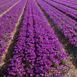 Flowerbulbs amsterdam Flower Record - 20 bloembollen - Maat 8+ (8720938490002)