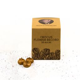 Flowerbulbs amsterdam Flower Record - 20 bloembollen - Maat 8+ (8720938490002)