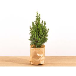 Mini-kerstboom - Chamaecyparis - 25-30 cm hoog + Verlichting (8720872023014)