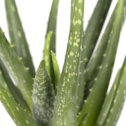 Aloe vera - - Ø12 - ↨40cm (8720634284134)