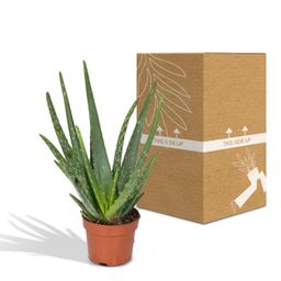 Aloe vera - - Ø12 - ↨40cm (8720634284134)