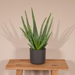 Aloe vera - - Ø12 - ↨40cm (8720634284134)