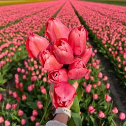 Flowerbulbs amsterdam Pink Impression - 15 bloembollen - Maat 12+ (8720938490200)