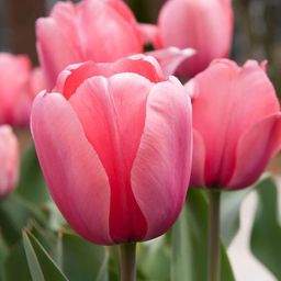 Flowerbulbs amsterdam Pink Impression - 15 bloembollen - Maat 12+ (8720938490200)